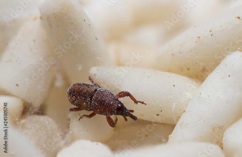 White Rice, destroyed by Red flour beetle, science names "Tribolium castaneum" or weevil are on white rice, close up super macro
