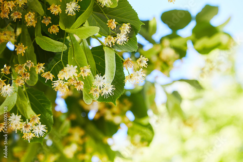 Blossoming linden branch in june day. Linden flowers background. Soft focus.