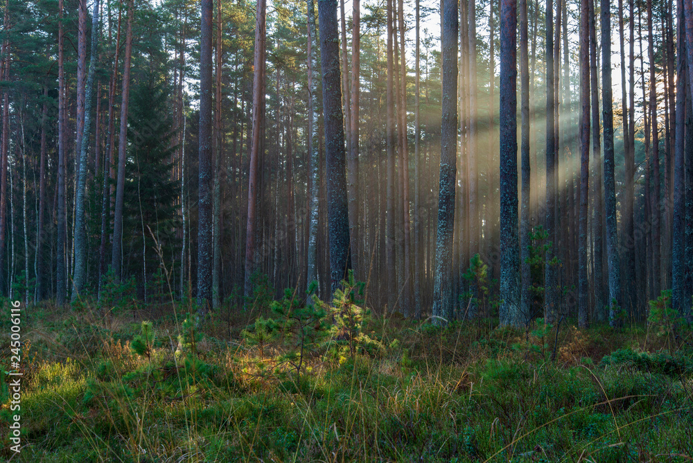 natural sun light rays shining through tree branches in summer morning natural sun light rays shining through tree branches in summer morning