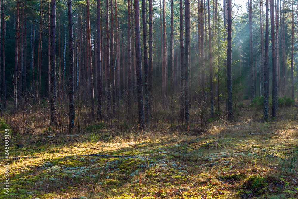 Obraz premium natural sun light rays shining through tree branches in summer morning