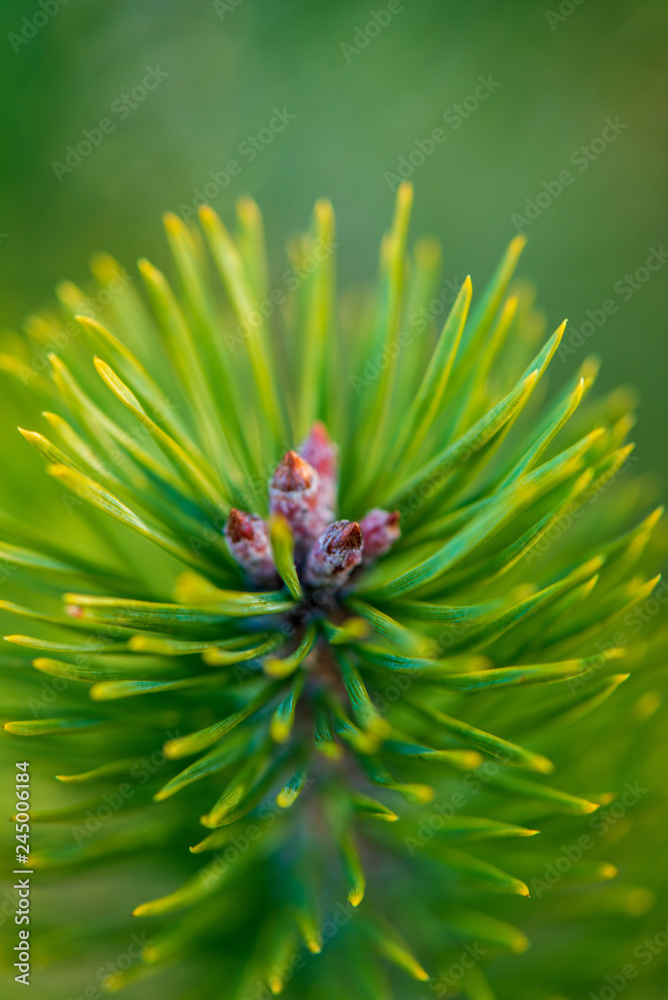 pine tree blossoms buttons in close up pine tree blossoms buttons in close up