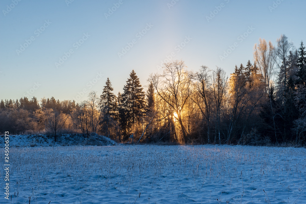 sun rising in heavy snow covered forest
