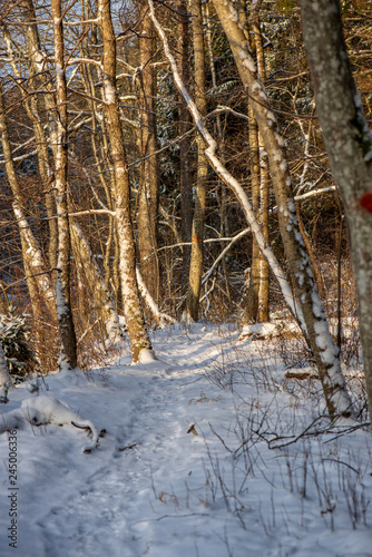 sun rising in heavy snow covered forest