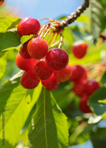 Cherry photo