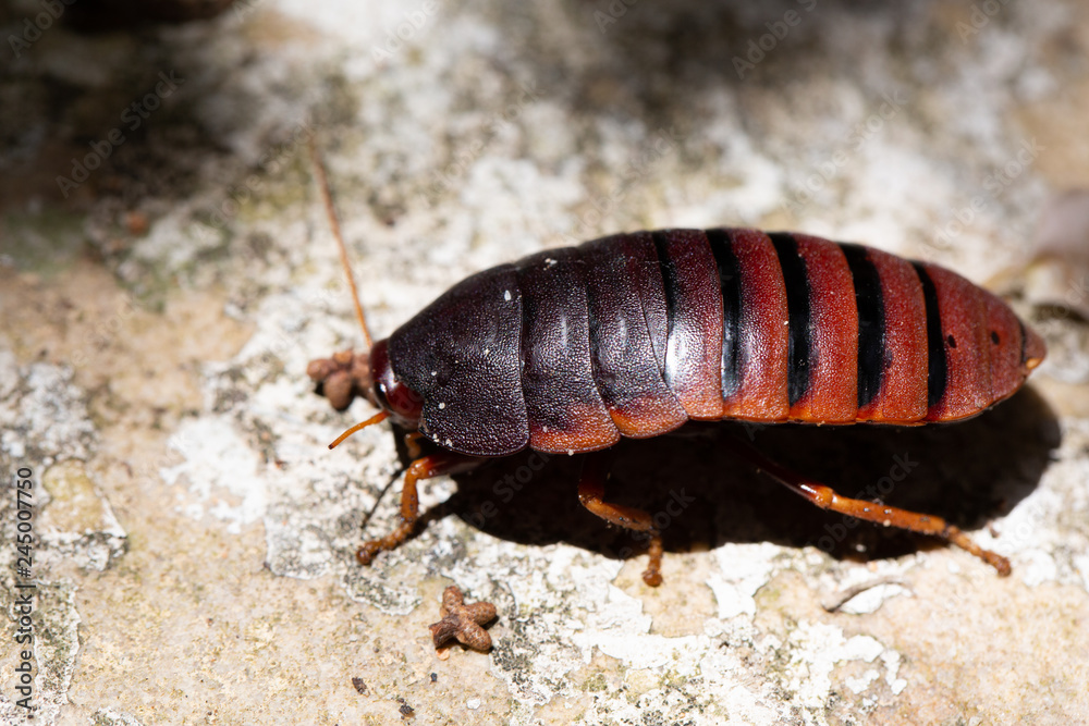 Obraz premium Beetle