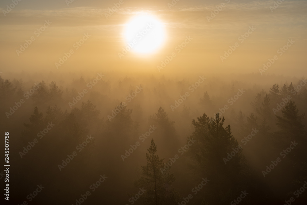 sun rising in mist covered forest sun rising in mist covered forest