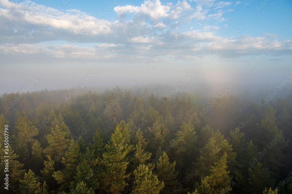 sun rising in mist covered forest sun rising in mist covered forest