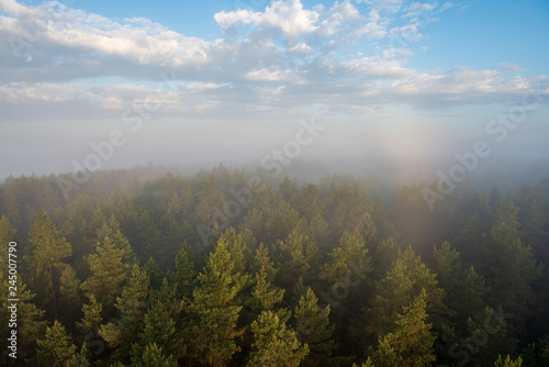 sun rising in mist covered forest