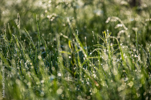 misty morning in meadow