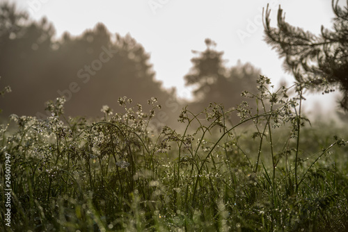 misty morning in meadow
