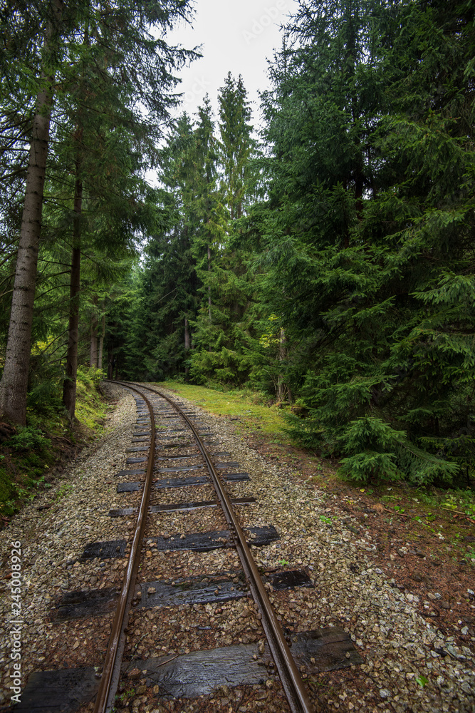 wavy log railway tracks in wet green forest with fresh meadows