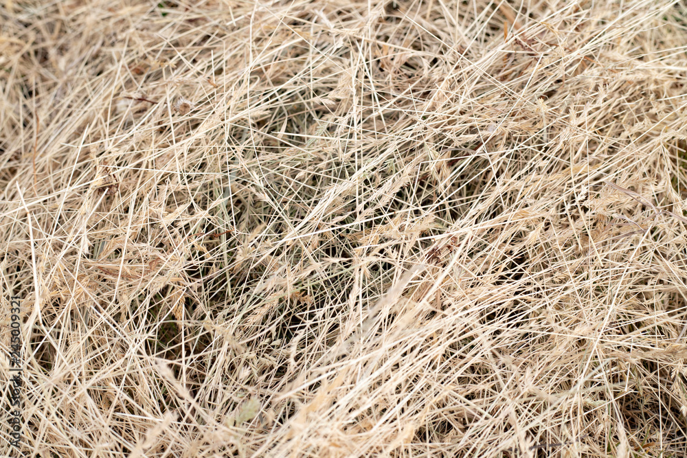 Mown dry grass, sent over the surface. Hay lying on the ground. Mown dry grass, sent over the surface. Hay lying on the ground.