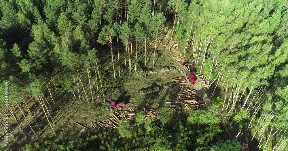 Forest cutting, timber harvester, forest cutting with special equipment ...