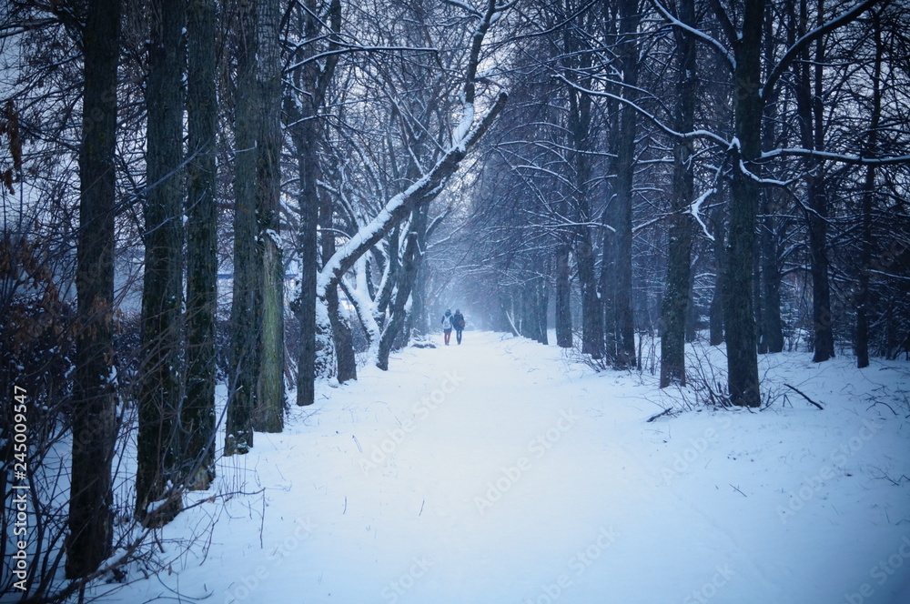 Fototapeta premium forest in winter