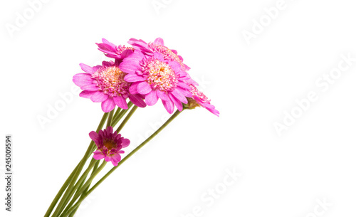 pink daisy isolated © ksena32