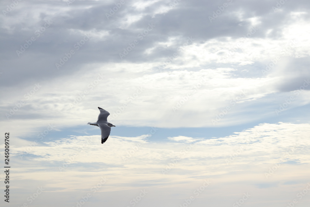 Obraz premium Seagull