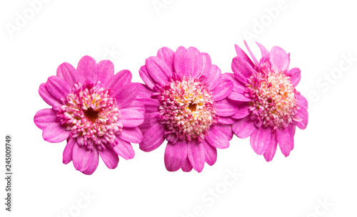 pink daisy isolated