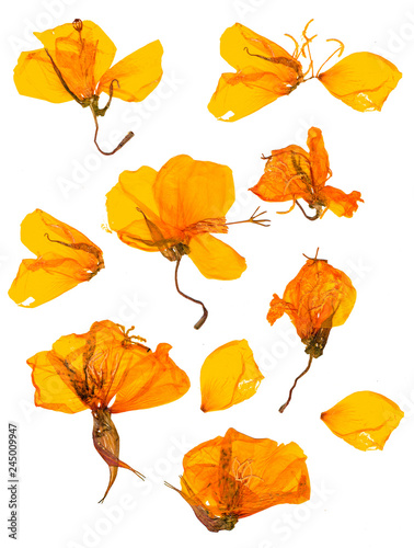 Eschscholzia californica cup gold dry flowers in bloom, orange pressed petals. Flat yellow nasturtium macro curved shape isolated on white background, top view