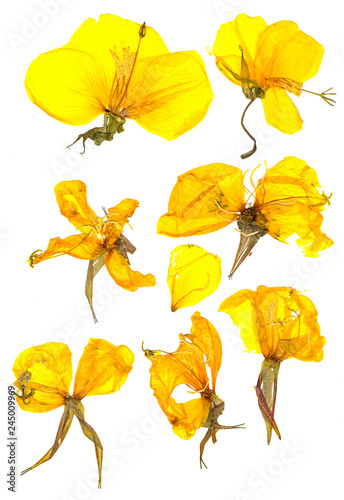 Eschscholzia californica cup gold dry flowers in bloom  orange pressed petals. Flat yellow nasturtium macro curved shape isolated on white background  top view