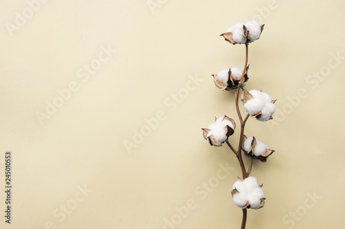 Photography Cotton flower on pastel pale yellow paper background, overhead