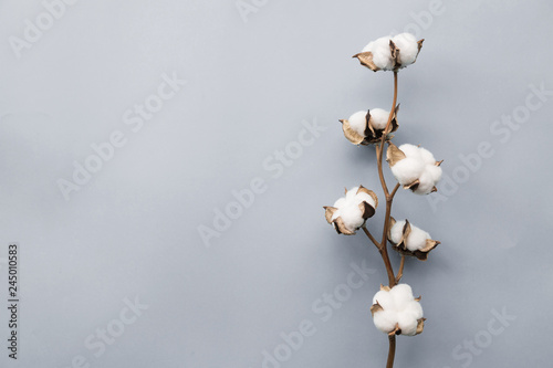 Cotton flower on pastel pale gray paper background, overhead. Minimalism flat lay composition for bloggers, artists, social media, magazines. Copyspace, horizontal photo