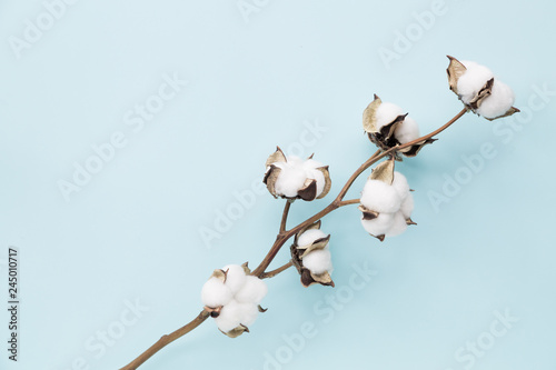 Cotton flower on pastel pale blue paper background, overhead. Minimalism flat lay composition for bloggers, artists, social media, magazines. Copyspace, horizontal