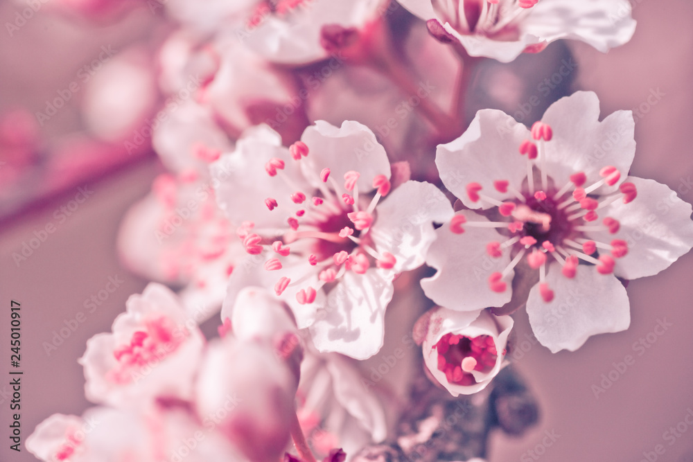 Naklejka premium Flowers of Nanking cherry, Prunus tomentosa, Korean, Manchu, downy, Shanghai, Ando, mountain, Chinese bush, or Chinese dwarf cherry on the branches. Designer tinted in pink.
