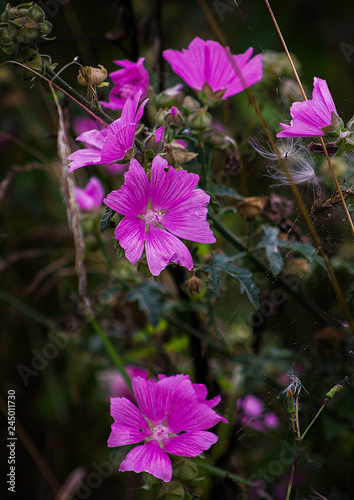 Ampel pink