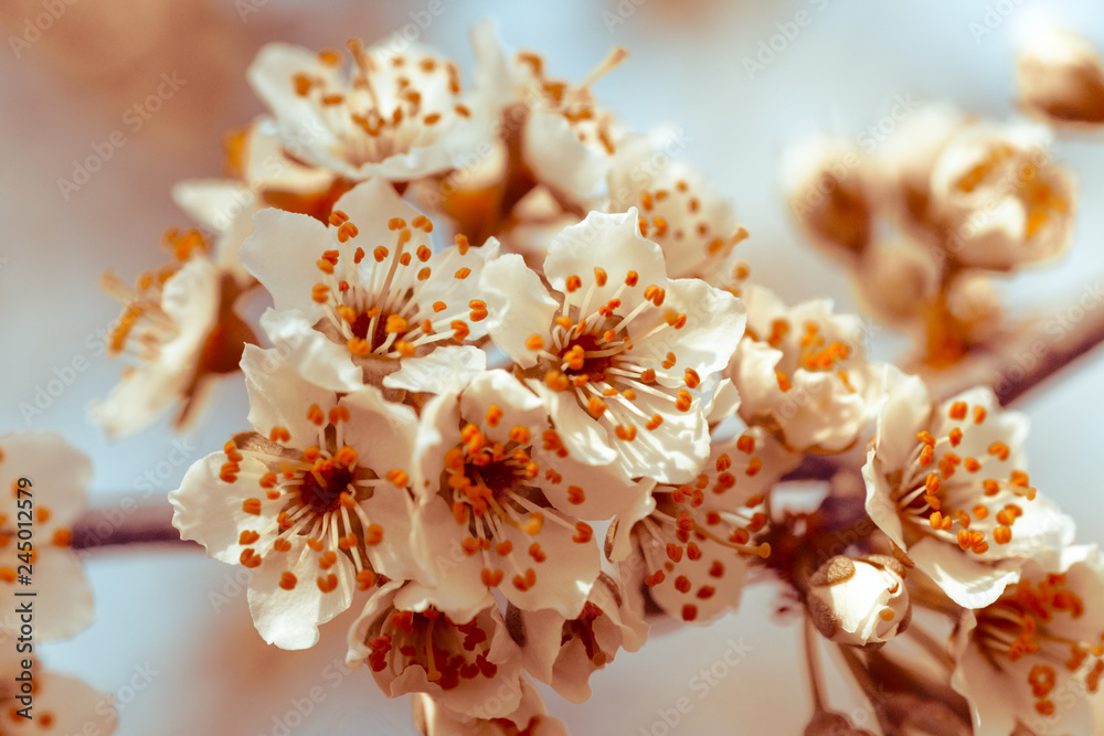 Flowers of Nanking cherry, Prunus tomentosa, Korean, Manchu, downy, Shanghai, Ando, mountain