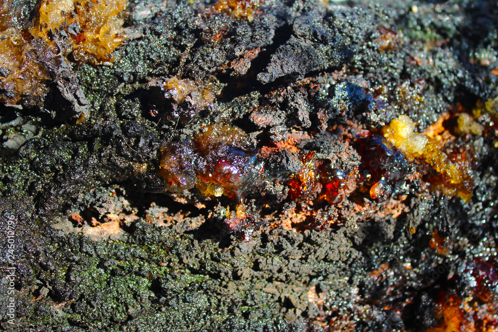 Resin on apricot tree in my organic garden Resin on apricot tree in my organic garden