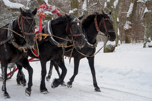 the Russian Troika of horses goes on the snow road in winter day © a_andreev