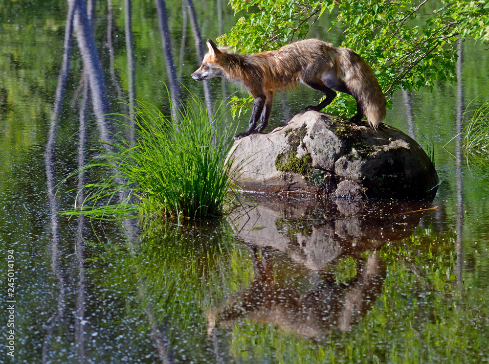 Obraz premium A young Red Fox plays around the water looking for food and drink.