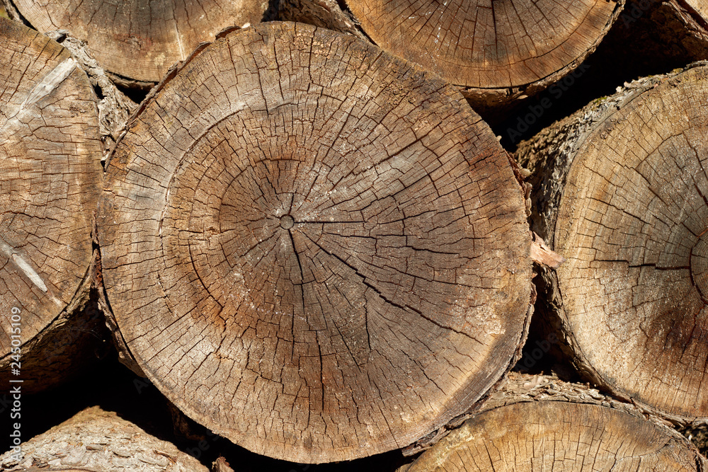 Naklejka premium Cross section texture of the fir trees in pile.