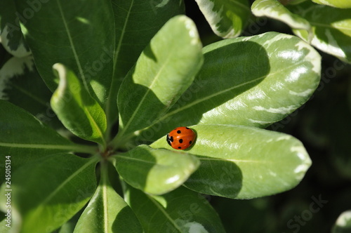 close-up of a ladybug on a leaf