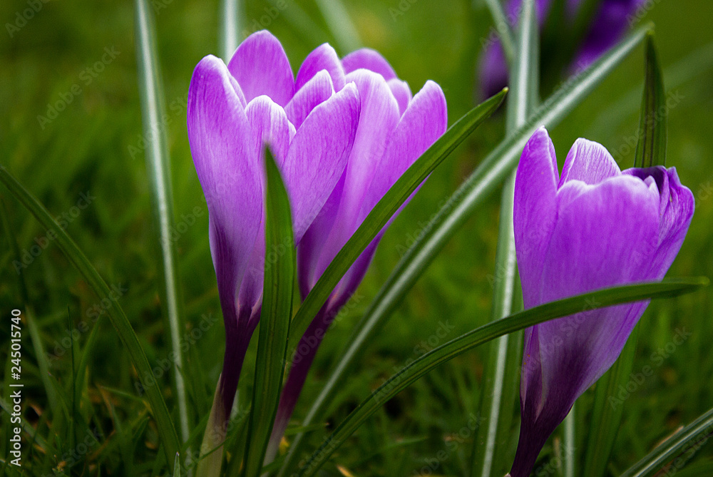 Krokus Krokus