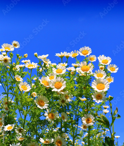 White Summer wildflowers