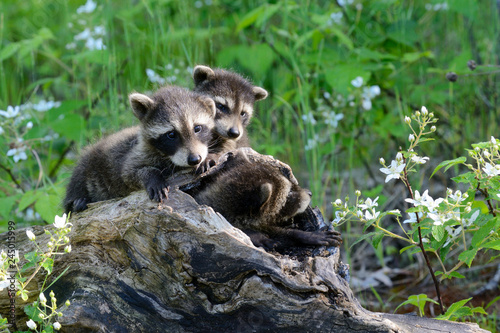 Baby raccoons playing together in a den tree log.