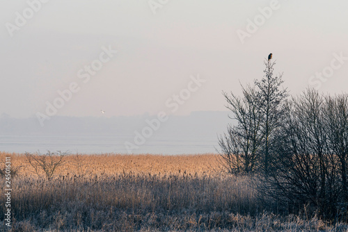 Bird of prey in a treetop near a lake