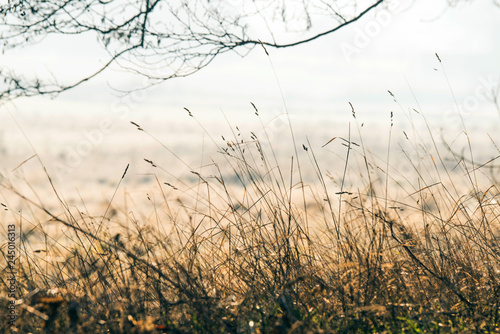 Tall grass straws growing near a meadow