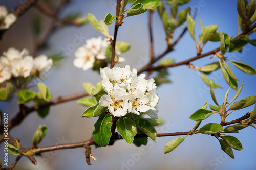 Apfelblüte 