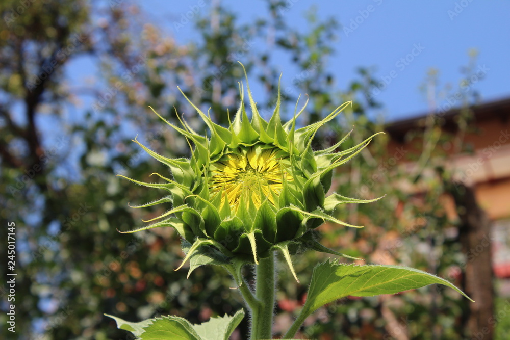 Sunflowers in my organic garden Sunflowers in my organic garden