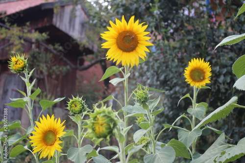 Sunflowers in my organic garden 
