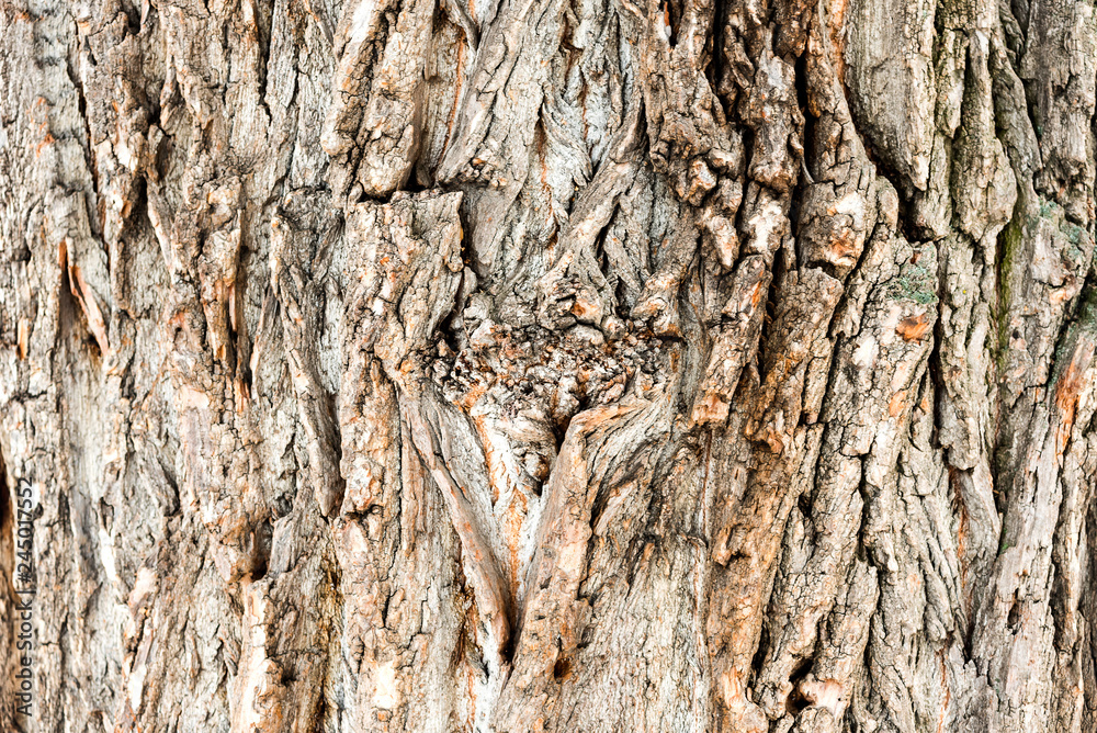 The texture of the bark of the Oak tree The texture of the bark of the Oak tree