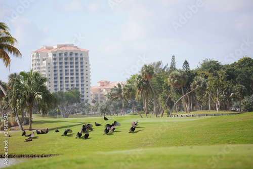 Turkey Vulture drying feather wings on a golf course © Felix Mizioznikov