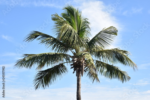 palm tree and a cloud