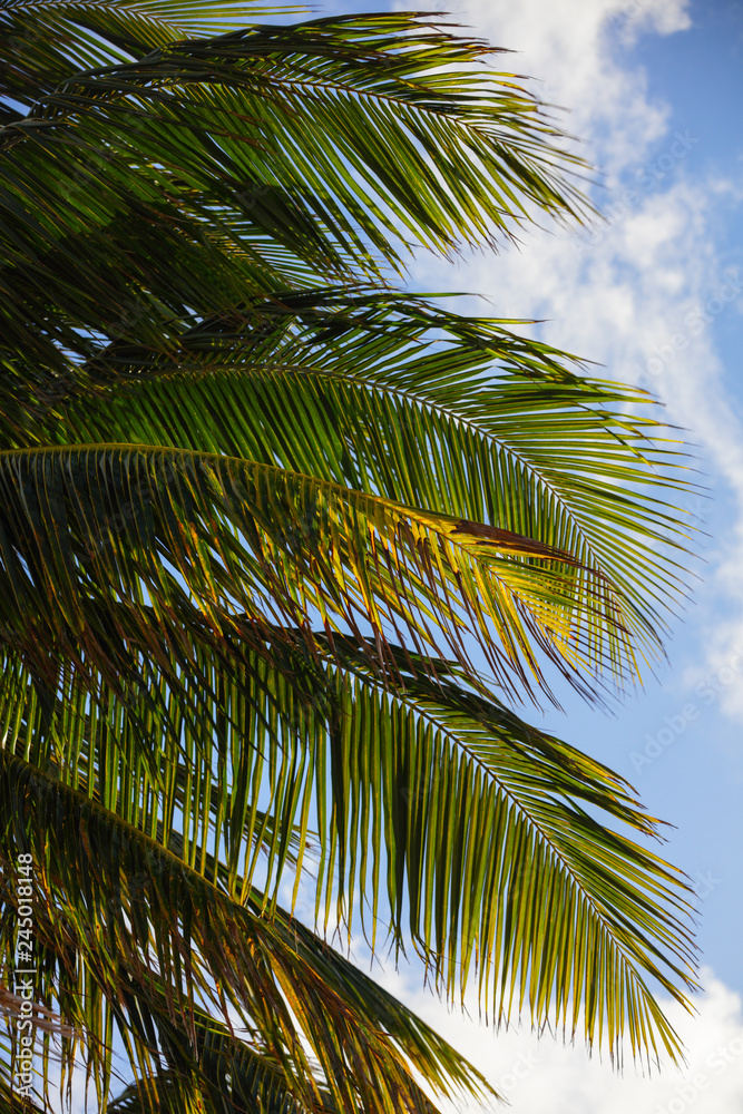 Tropical palm trees Miami