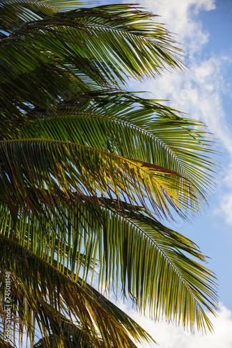Tropical palm trees Miami photo