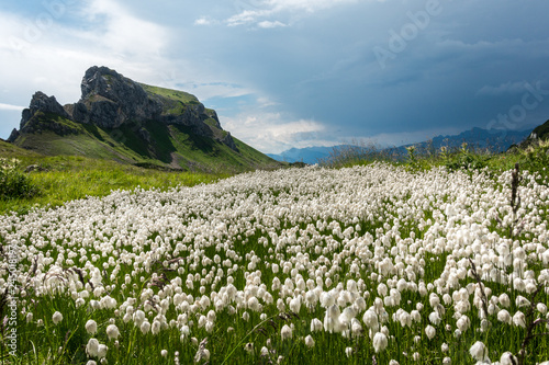 White plant