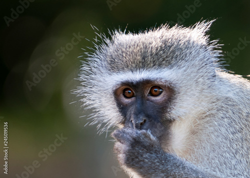 Vervet Monkey up close, blurred background © Megan Paine