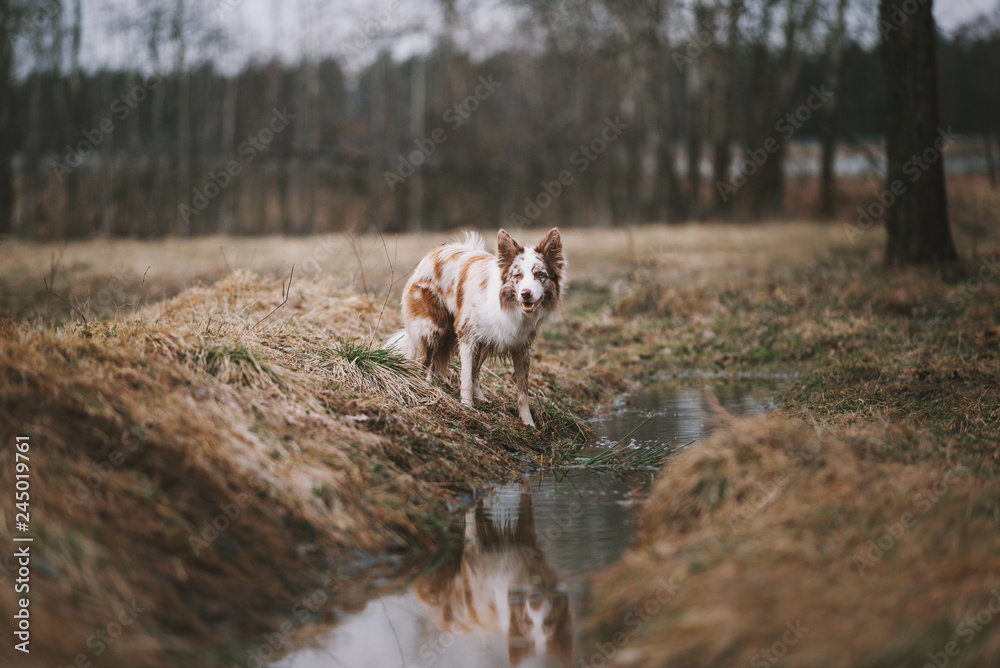 Border collie dog near water on nature